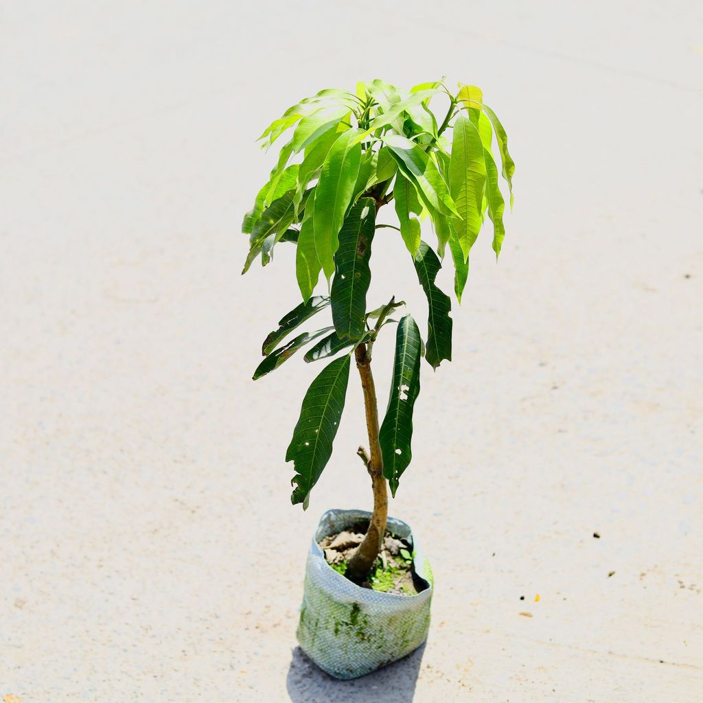 Mango in 6 Inch Nursery Bag