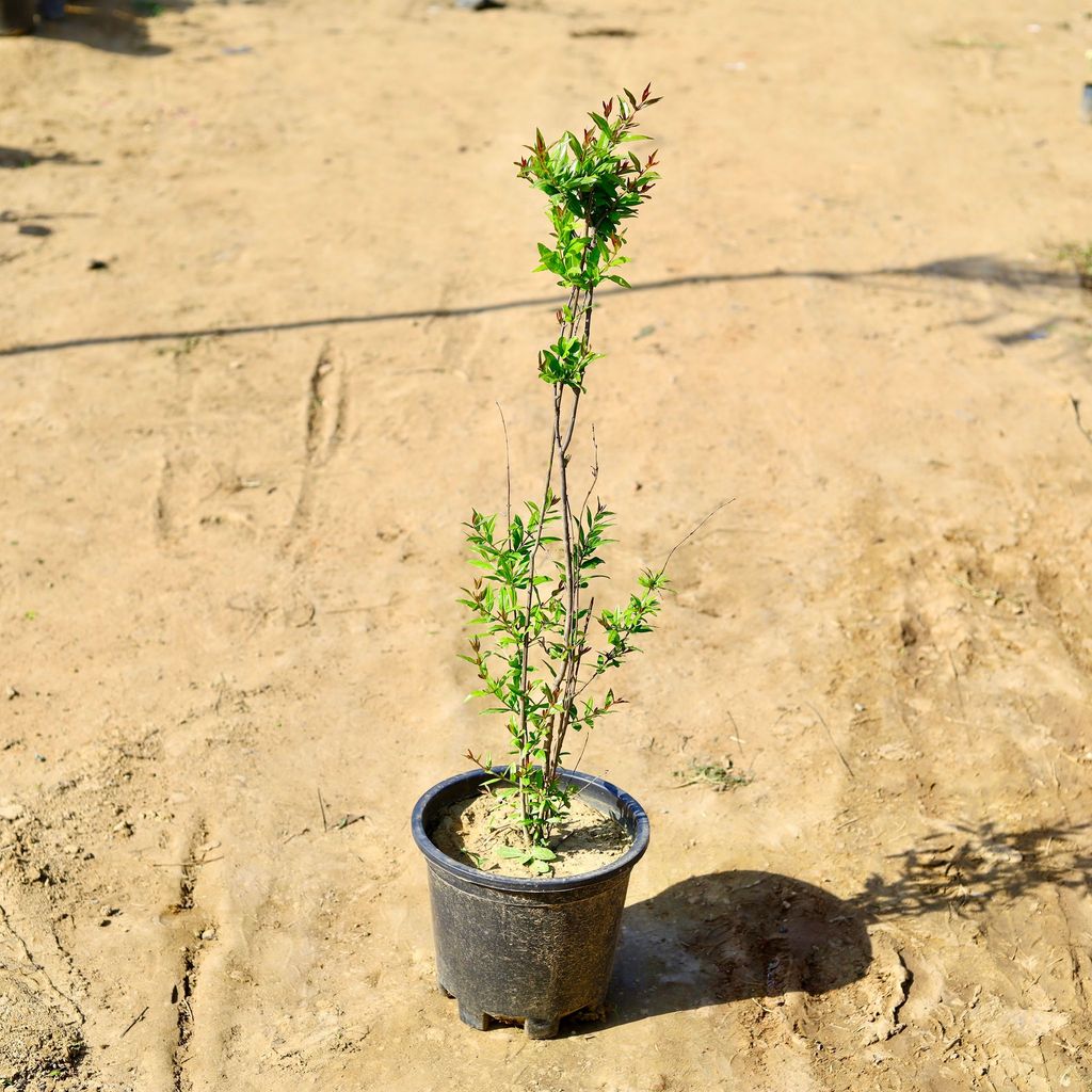 Anar / Pomegrate in 10 Inch Nursery Pot