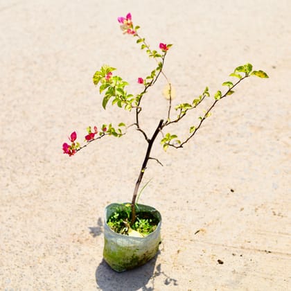 Buy Bougainvillea (any colour) in 6 Inch Nursery Bag Online | Urvann.com