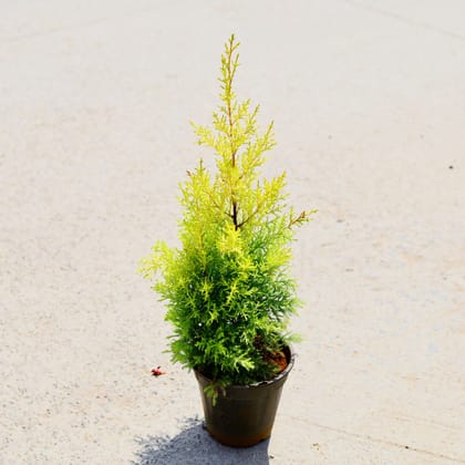 Buy Cypress Golden in 6 Inch Nursery Pot Online | Urvann.com