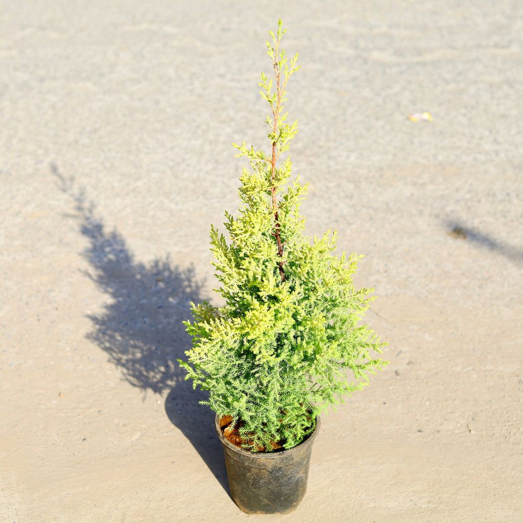 Cypress Golden in 5 Inch Nursery Pot