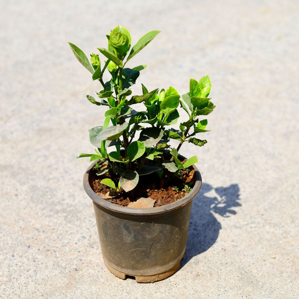 Gandhraaj / Gardenia (any colour) in 5 Inch Nursery Pot