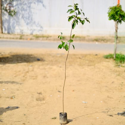 Buy Mosambi / Sweet Lemon in 5 Inch Nursery Bag Online | Urvann.com