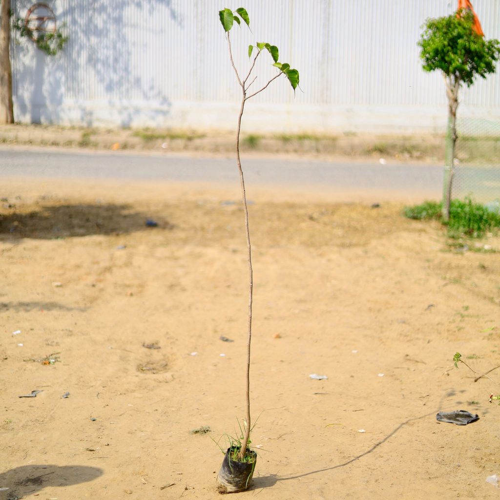 Peepal / Sacred fig in 4 Inch Nursery Bag