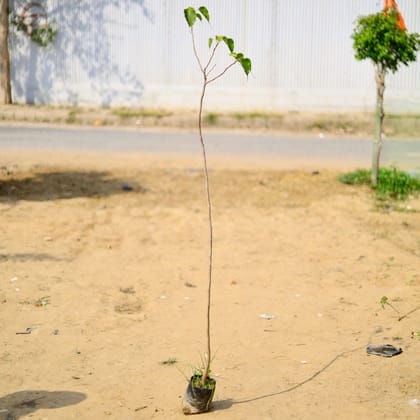 Buy Peepal / Sacred fig in 4 Inch Nursery Bag Online | Urvann.com