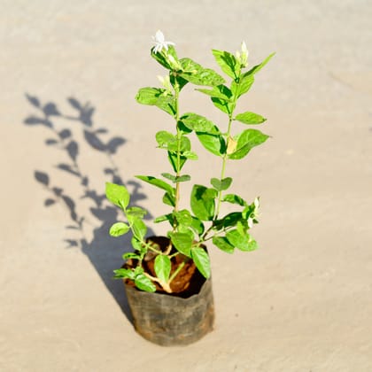 Buy Mogra / Motia Jasmine Hybrid Plant in 4 Inch Nursery bag Online | Urvann.com