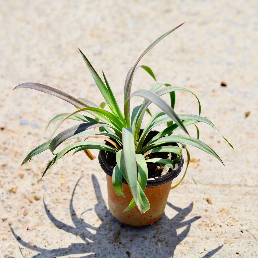 Yucca in 4 Inch Nursery Pot