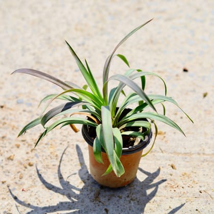 Buy Yucca in 4 Inch Nursery Pot Online | Urvann.com