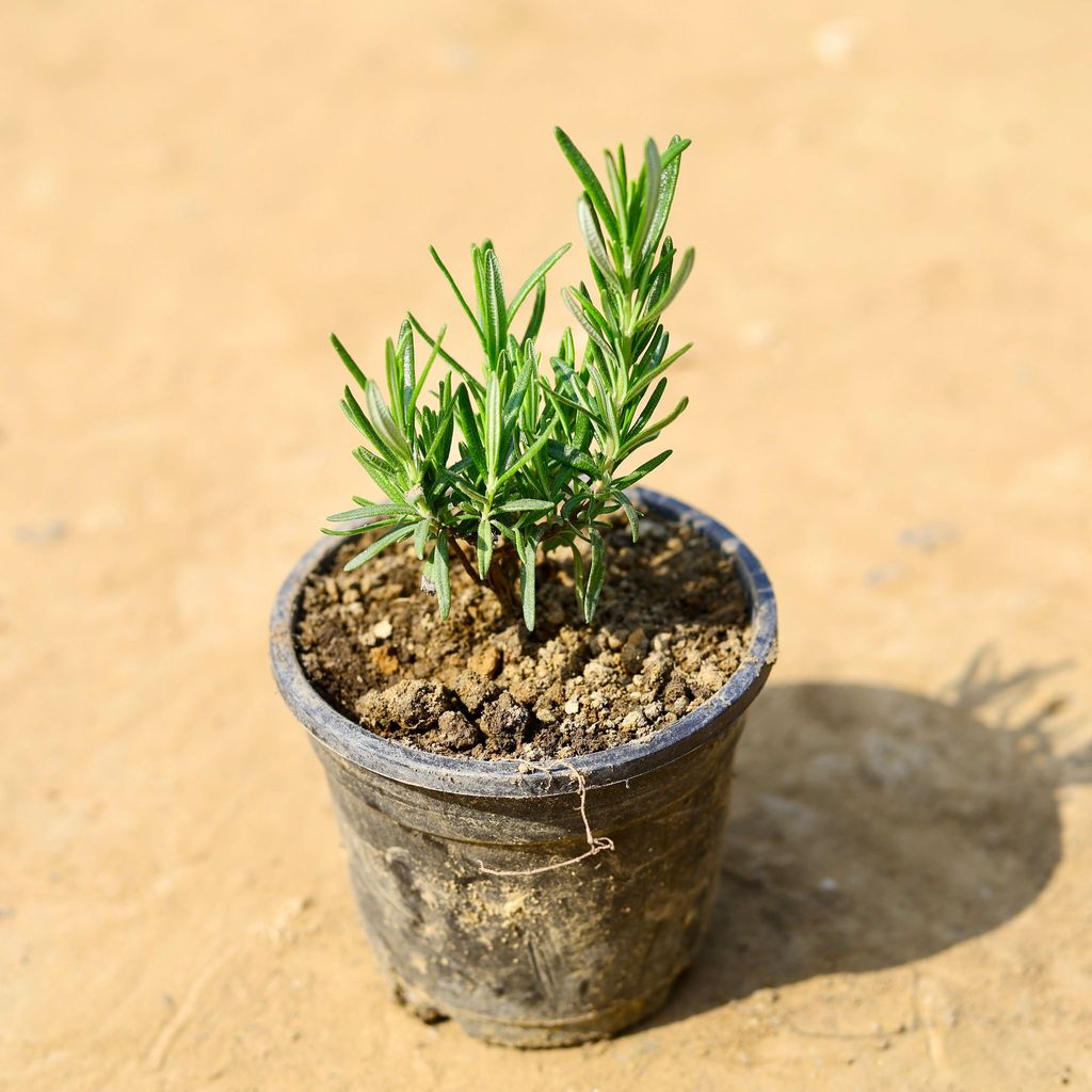 Rosemary in 4 Inch Nursery Pot