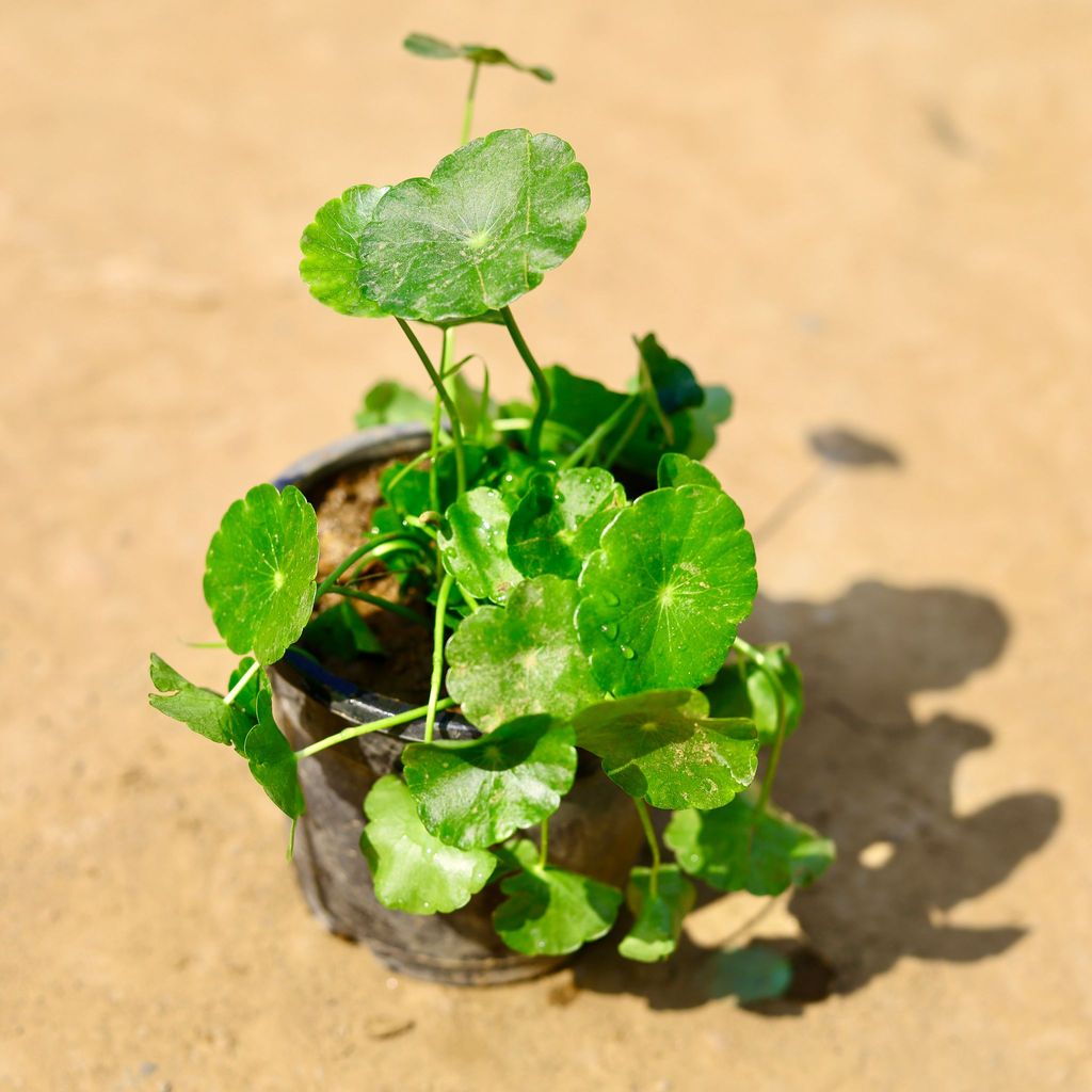 Brahmi Dollar / Pennywort in 4 Inch Nursery Pot