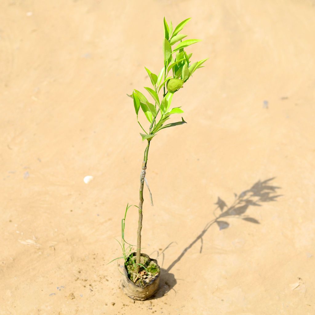 Mosambi / Sweet Lemon Grafted in 3 Inch Nursery Bag