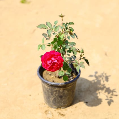 Buy Rose Desi (any colour) in 6 Inch Nursery Pot Online | Urvann.com