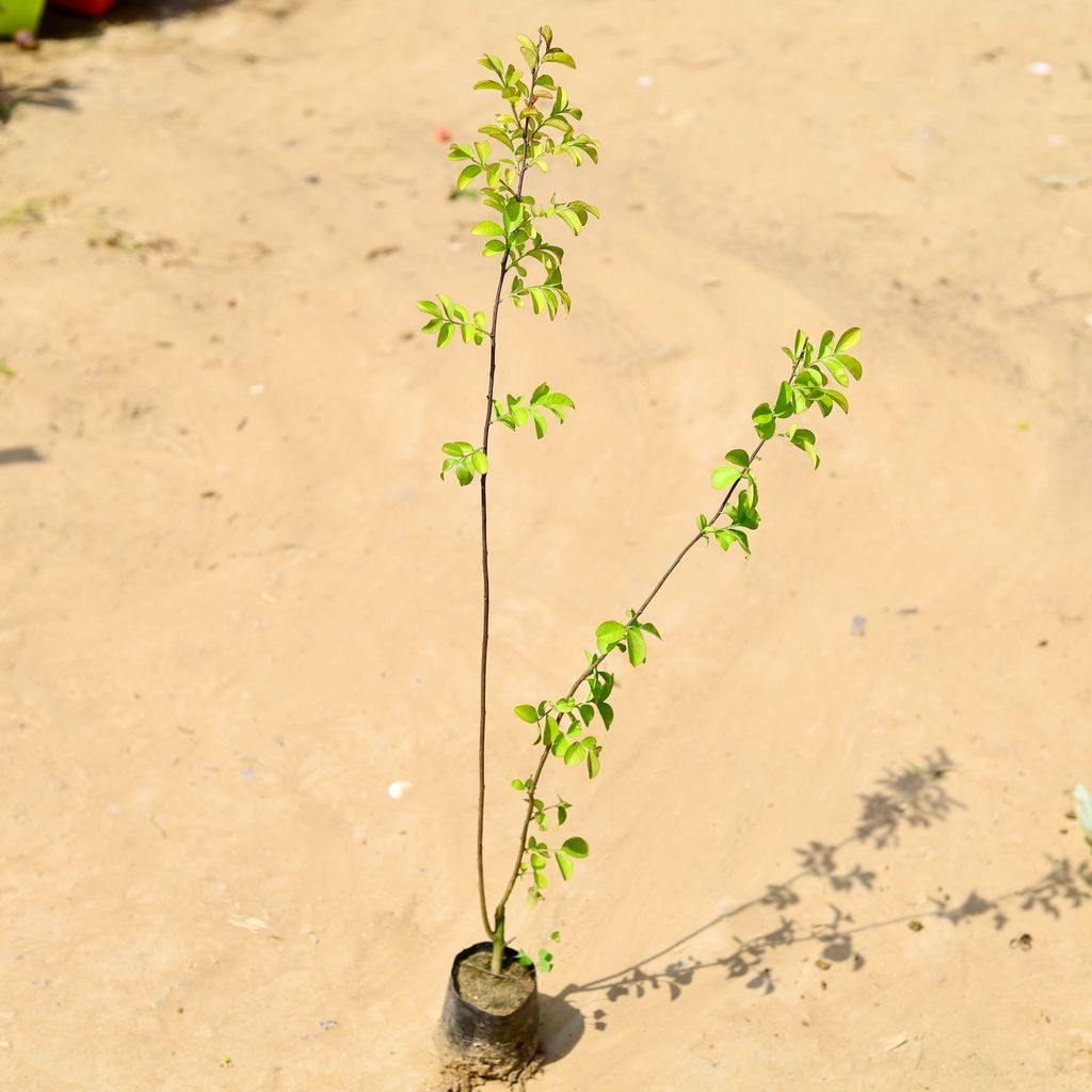 Lagerstroemia / Crepe Myrtle (any colour) in 3 Inch Nursery Bag