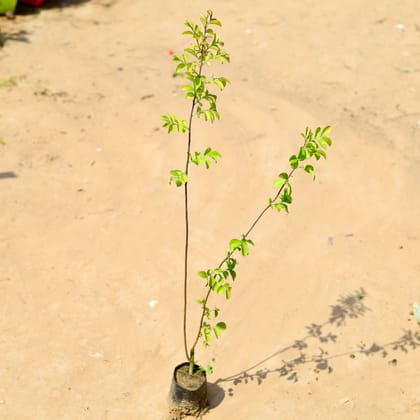 Buy Lagerstroemia / Crepe Myrtle (any colour) in 3 Inch Nursery Bag Online | Urvann.com