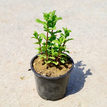 Buy Mint / Pudina in 6 Inch Nursery Pot Online | Urvann.com