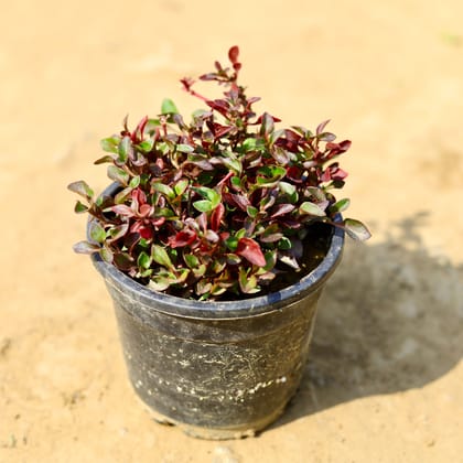 Buy Alternanthera Red in 4 Inch Nursery Pot Online | Urvann.com