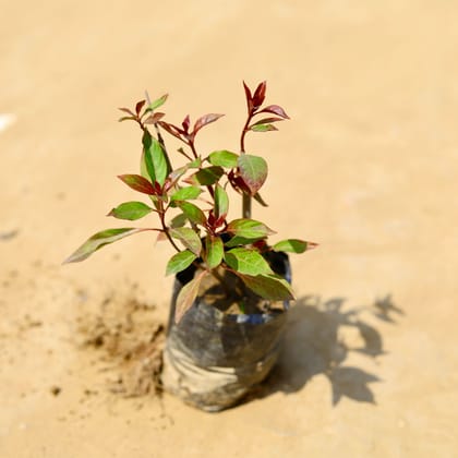 Buy Hamelia / Firebush (any colour) in 4 Inch Nursery Bag Online | Urvann.com