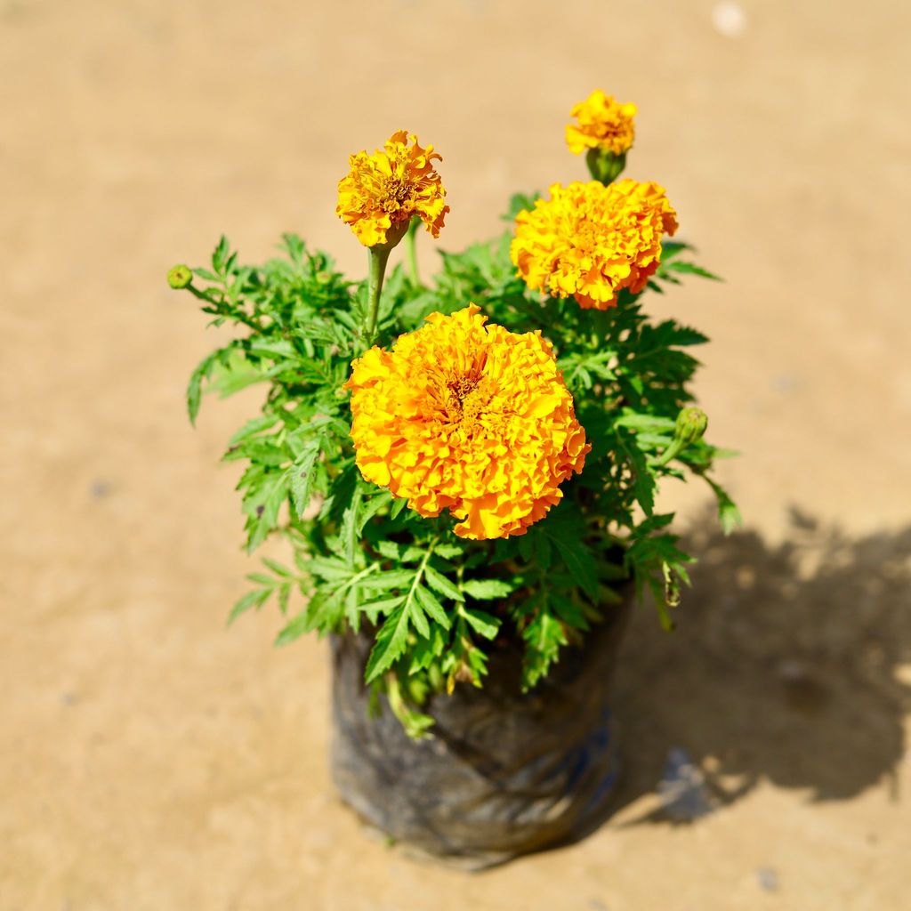 Marigold (any colour) in 4 Inch Nursery Bag