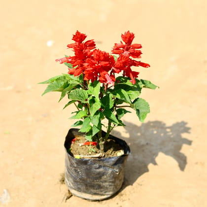 Buy Salvia Red in 4 Inch Nursery Bag Online | Urvann.com