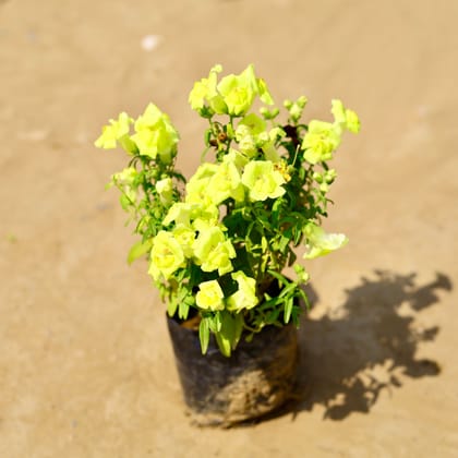 Buy Dog Flower�/ Antirrhinum Majus / Snapdragon (any colour) in 4 Inch Nursery Bag Online | Urvann.com