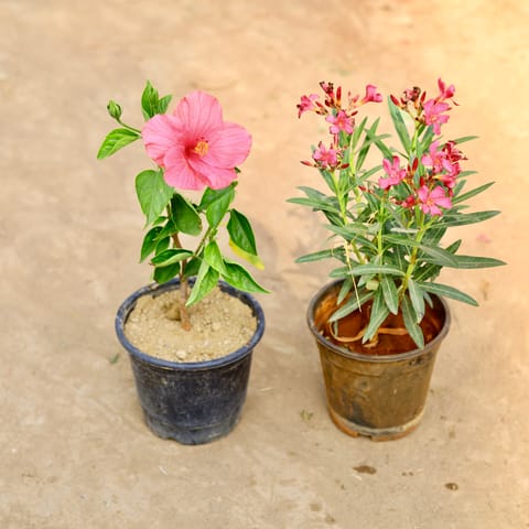 Free Next Day Delivery Set Of Kaner Oleander Hibiscus Any