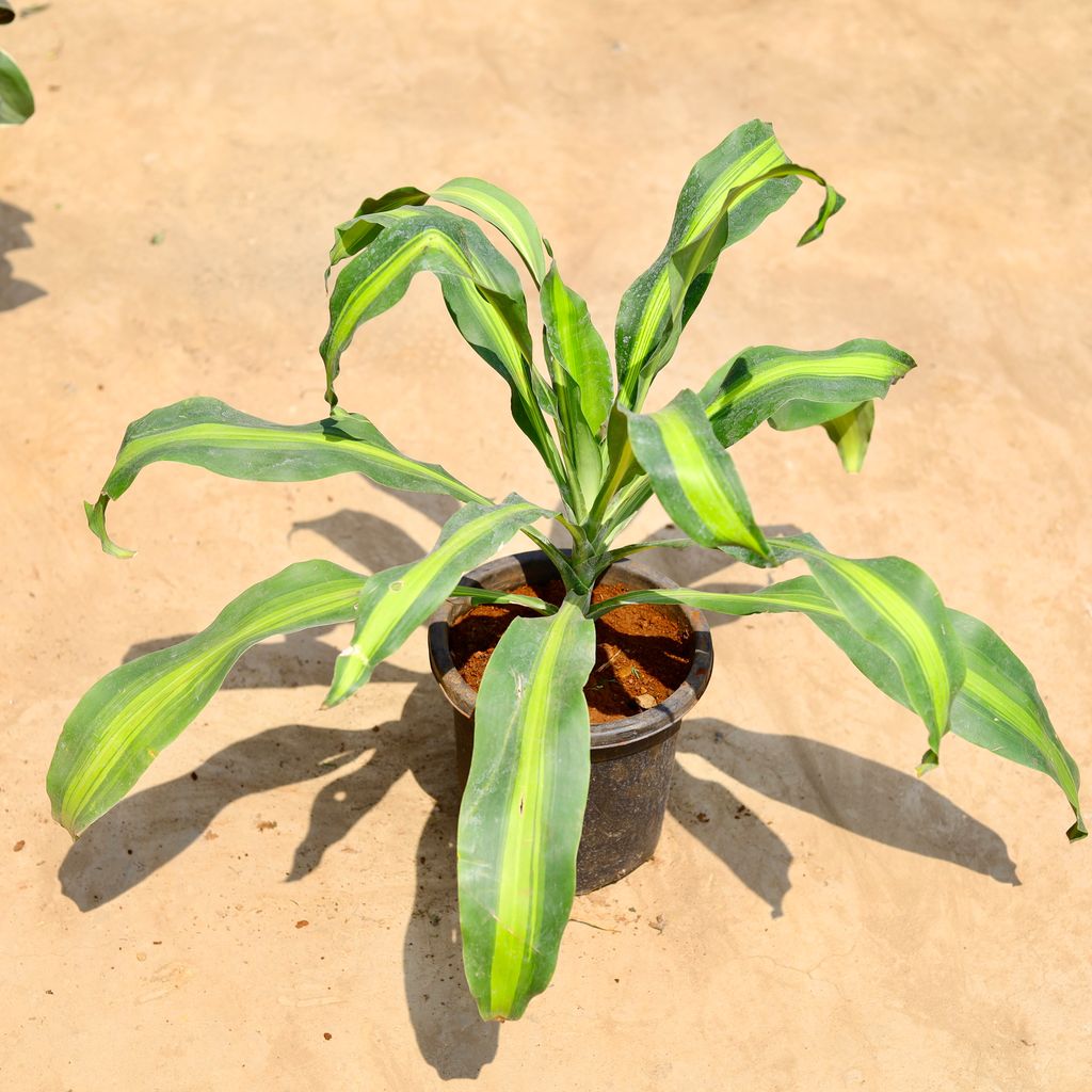 Dracaena Dara Singh in 8 inch Nursery pot