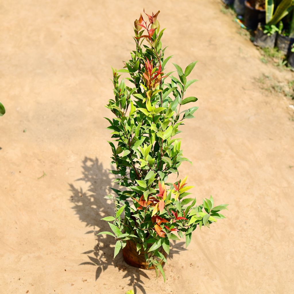 Syzygium / Christina Ficus in 8 inch Nursery bag