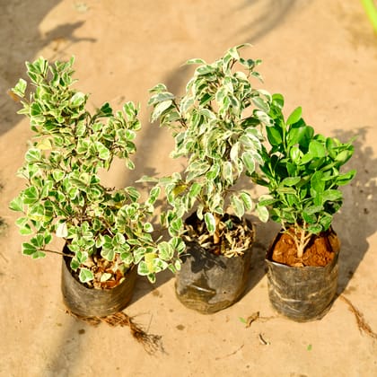 Buy Set of 3 - Ficus Starlight, Triangularis & Moclaim in 8 inch Nursery bag Online | Urvann.com