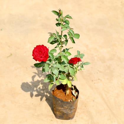 Buy English Rose / Gulab (any colour) in 8 inch Nursery bag Online | Urvann.com