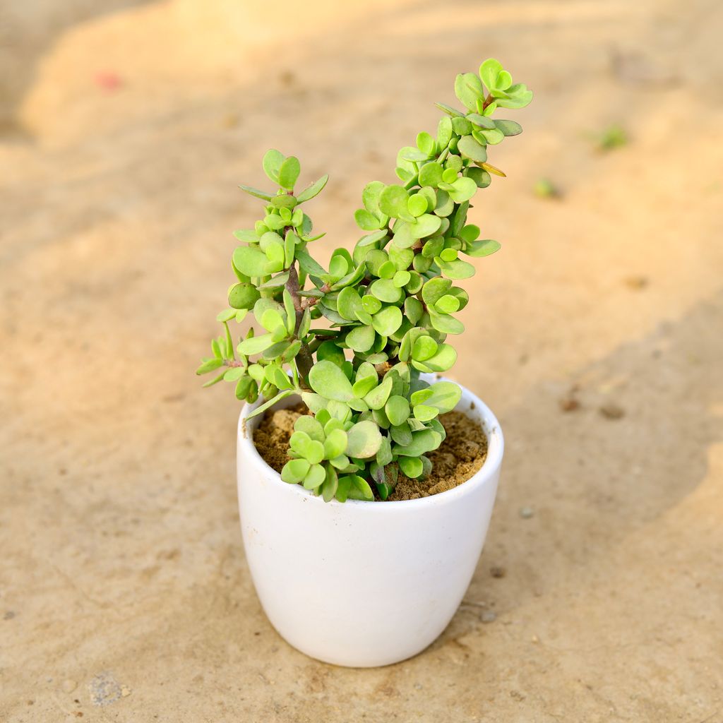 Jade in 4 inch Classy White Cup Ceramic Pot