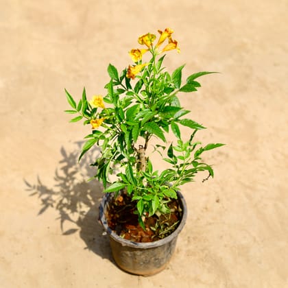 Buy Tecoma (any colour) in 6 inch Nursery pot Online | Urvann.com