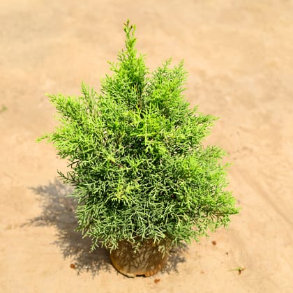 Buy Juniperus Golden in 6 inch Nursery pot Online | Urvann.com