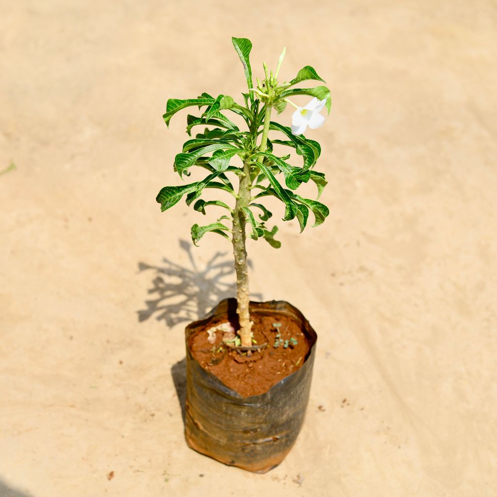 Naag Champa / Plumeria (any colour) in 8 inch Nursery bag