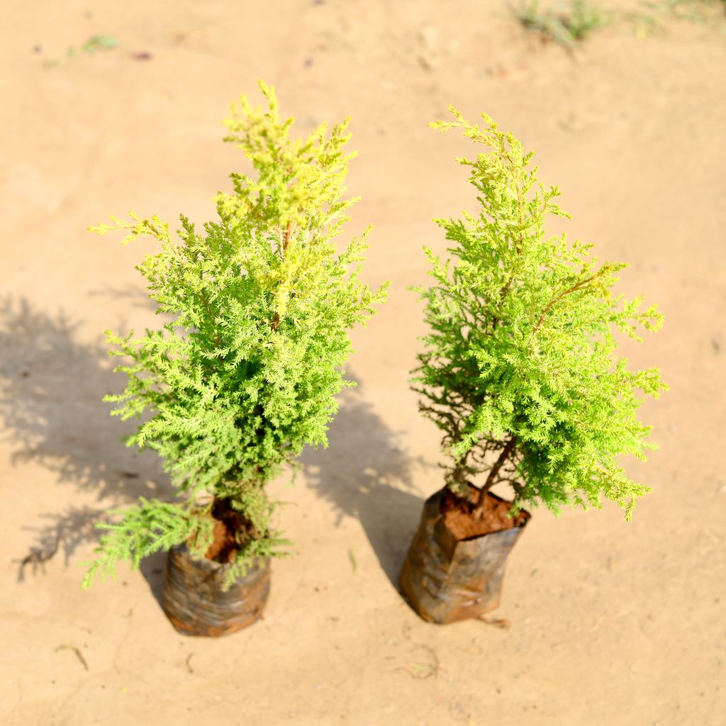 Set of 2 - Juniperus Golden in 4 inch Nursery bag