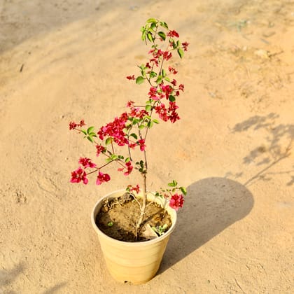 Buy Bougainvillea (any colour) in 8 Inch Brown Nursery pot Online | Urvann.com