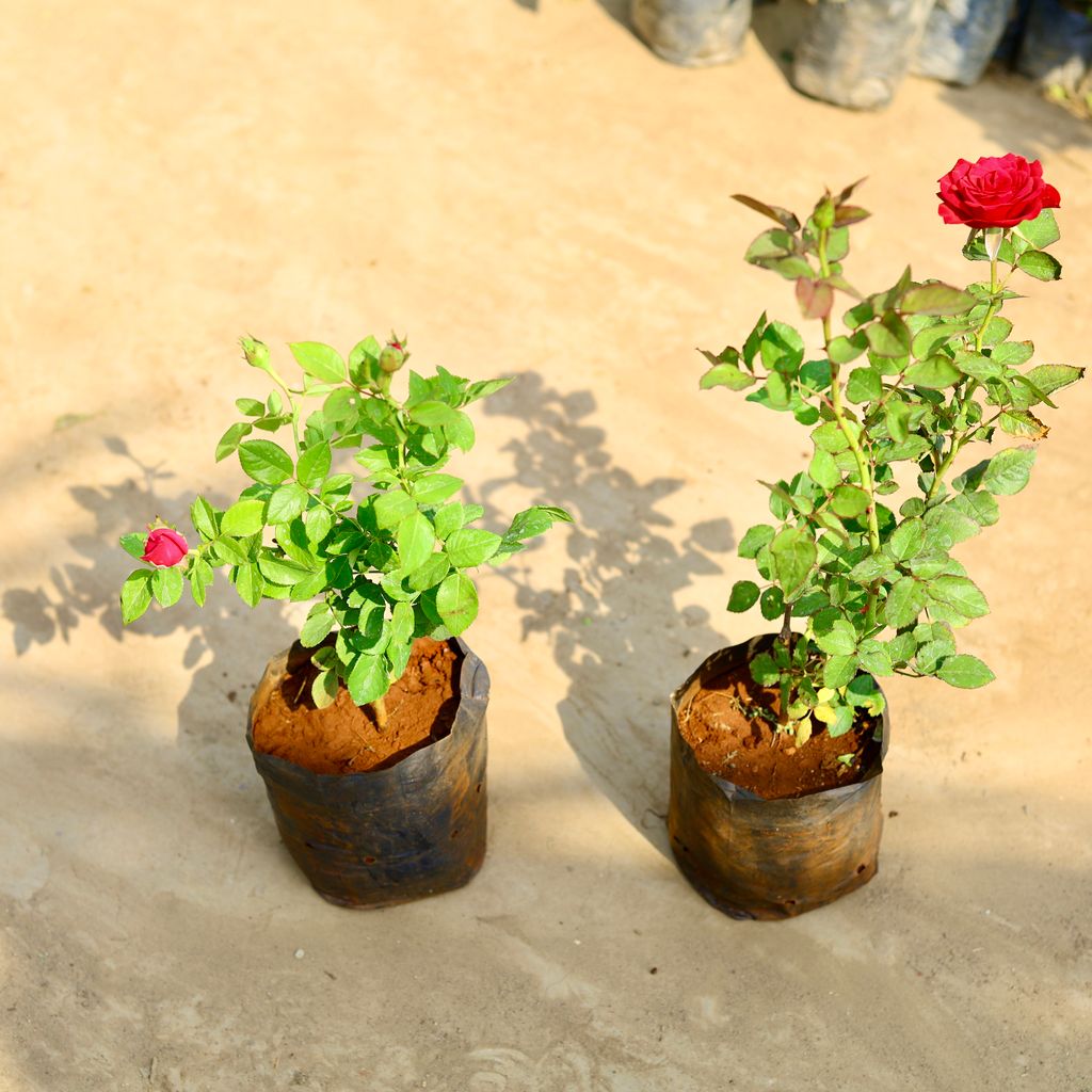 Set of 2 - English Rose (any colour) in 8 inch Nursery bag