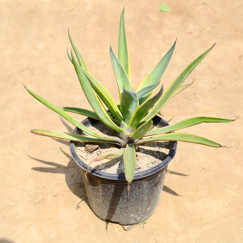 Kamal Cactus / Agave in 10 inch Nursery pot