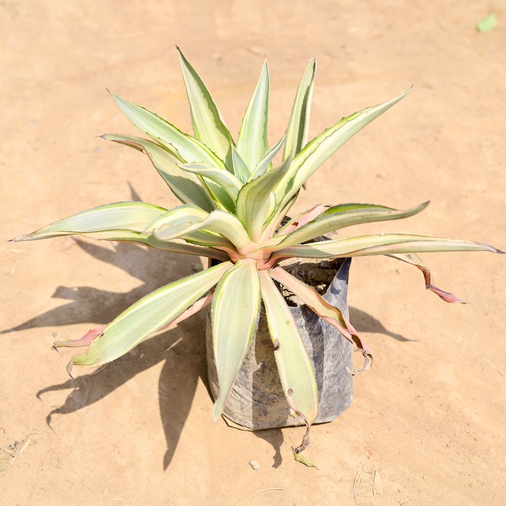 Kamal Cactus / Agave in 10 inch Nursery pot