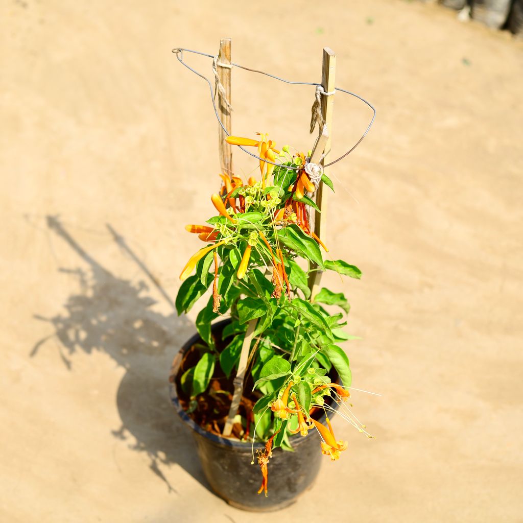 Tecoma Bel / Creeper (any colour) in 8 inch Nursery pot