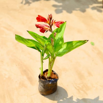 Buy Canna Lily / keli (any colour) in 4 Inch Nursery bag Online | Urvann.com