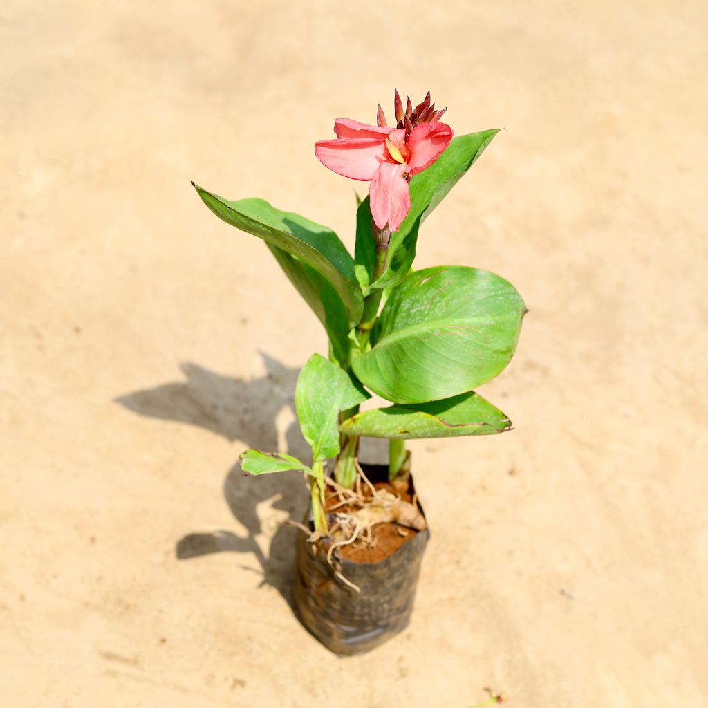 Canna Lily / keli (any colour) in 4 inch Nursery bag