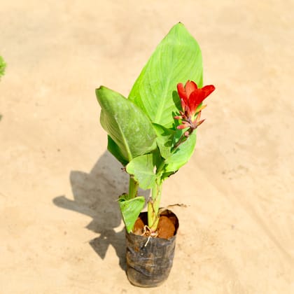 Buy Canna Lily / keli (any colour) in 4 inch Nursery bag Online | Urvann.com