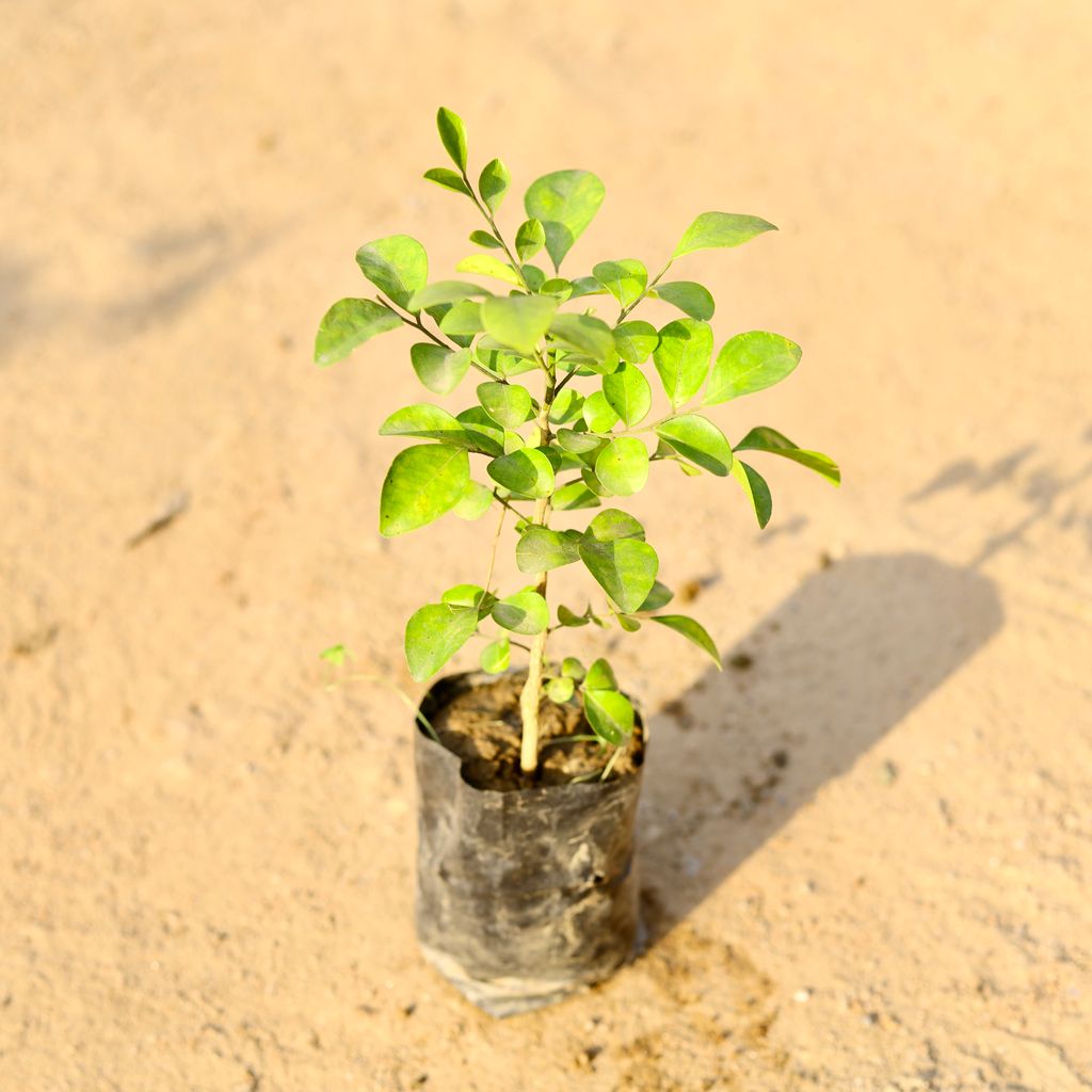 Madhu Kamini / Scented Murraya in 4 Inch Nursery Bag