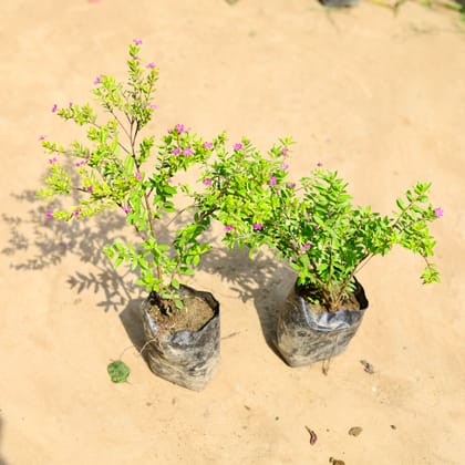 Buy Set of 2 - Cuphea / False Heather Pink in 4 inch Nursery bag Online | Urvann.com