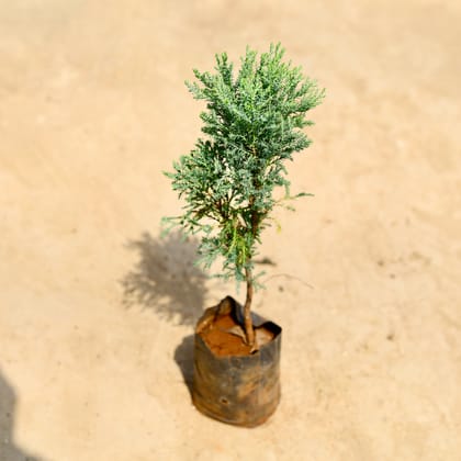 Buy Juniperus Green in 4 inch Nursery bag Online | Urvann.com