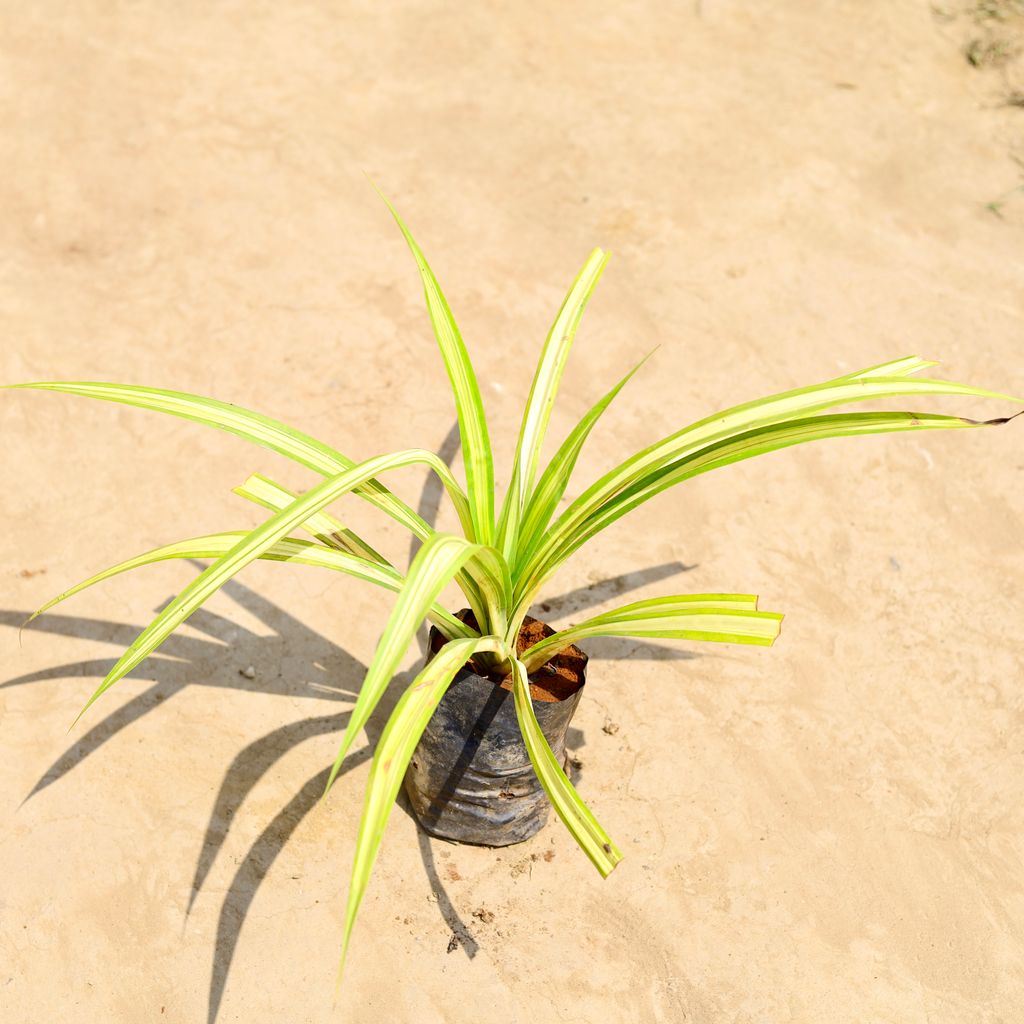 Pandanus in 4 inch Nursery bag