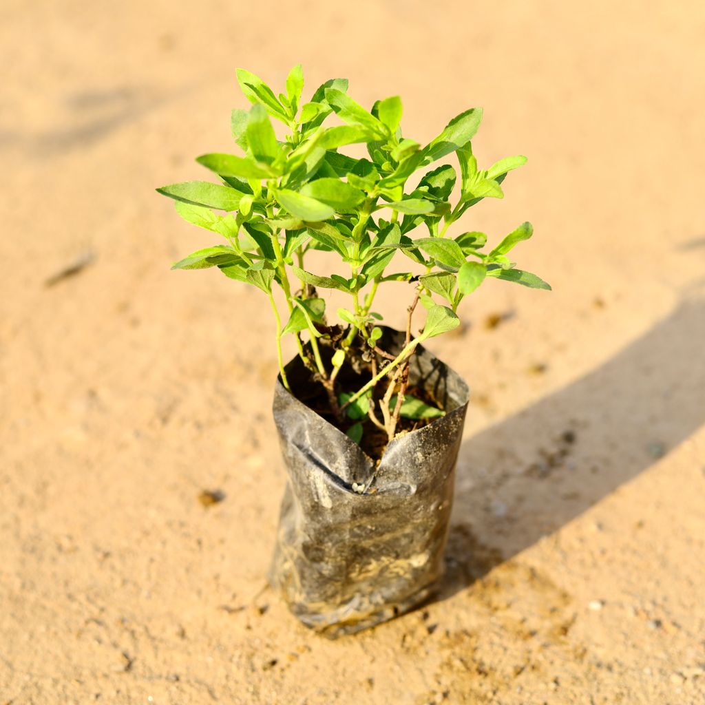 Stevia / Suger Free plant in 4 Inch Nursery Bag