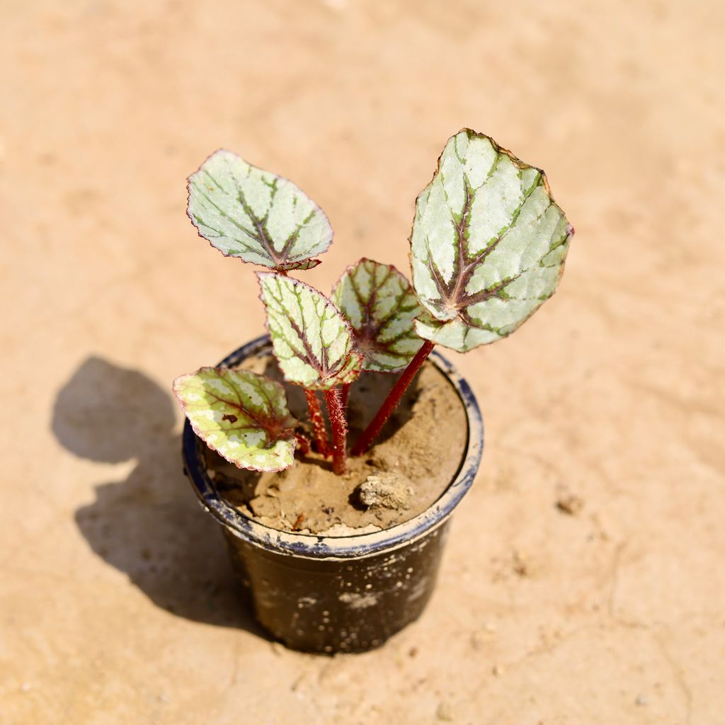 Begonia Silver in 4 inch Nursery pot