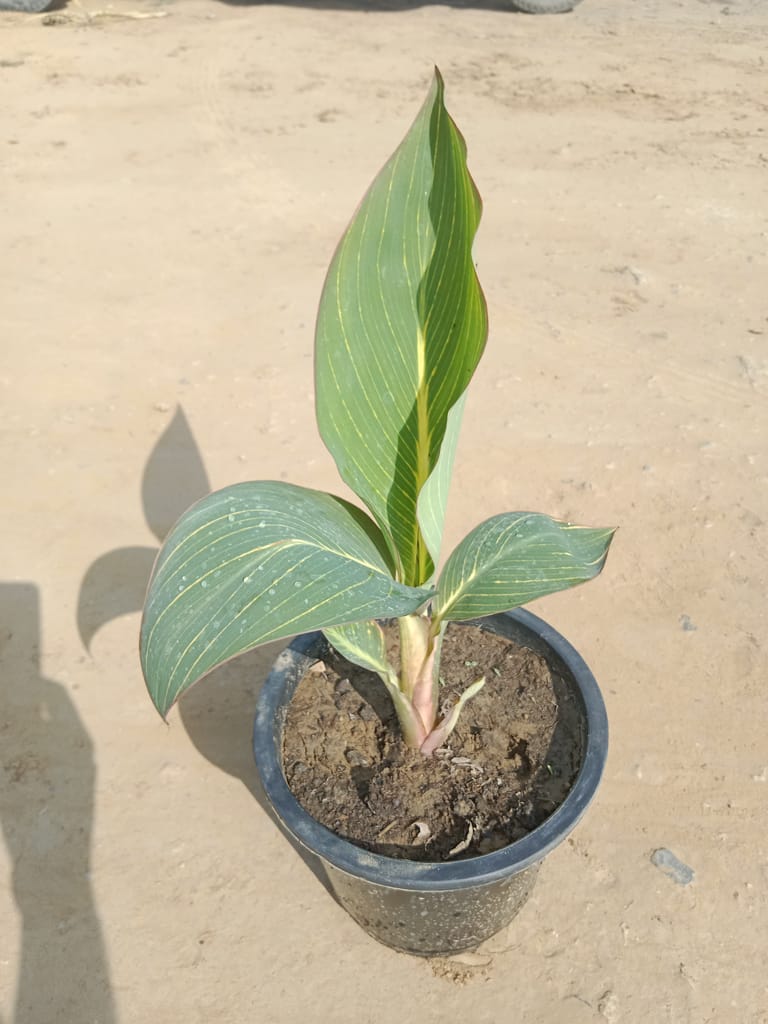 Variegated Canna Lily In 8 Inch Nursery Pot