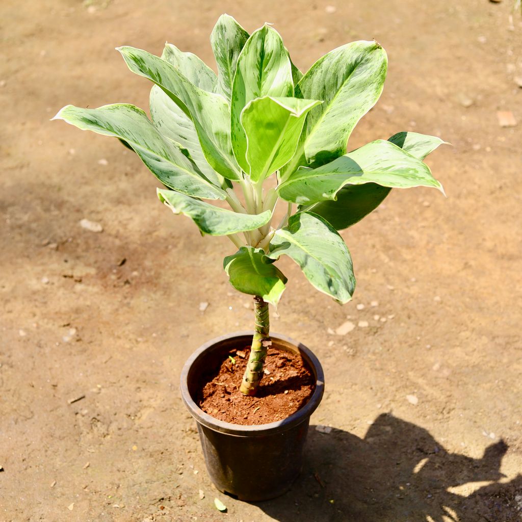 Aglaonema Ice in 8 inch Nursery pot